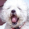 Crapule a rejoint le concours — aidez-le/la à gagner de superbes lots ! animal, canine, close_up, collar, curly_fur, cute, dog, domestic_animal, fluffy, fur, happy, indoor, mammal, open_mouth, pet, playful, portrait, tongue_out, white_dog, yawning