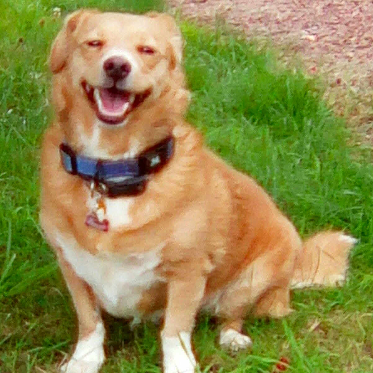 Clémentine a rejoint le concours — aidez-le/la à gagner de superbes lots ! dog, smiling, happy, grass, outdoor, collar, pet, animal, cute, sitting, fur, canine, nature, friendly, tongue, playful, mammal, tag, domestic, companionship