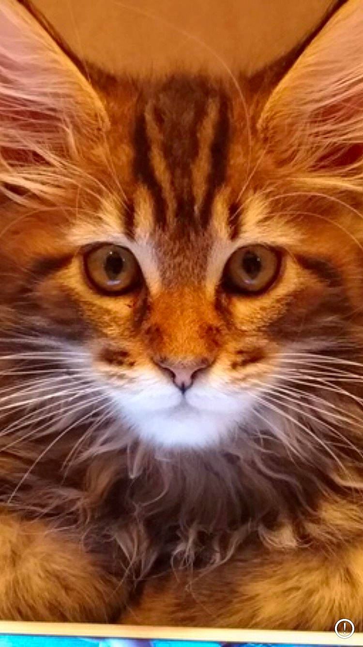 Phoenix participe au concours pour gagner de l'argent avec cette photo : american_bobtail, asian, carnivore, cat, close_up, domestic_long_haired_cat, european_shorthair, felidae, kitten, maine_coon, mammal, norwegian_forest_cat, pixie_bob, siberian, small_to_medium_sized_cats, snout, somali, tabby_cat, vertebrate, whiskers