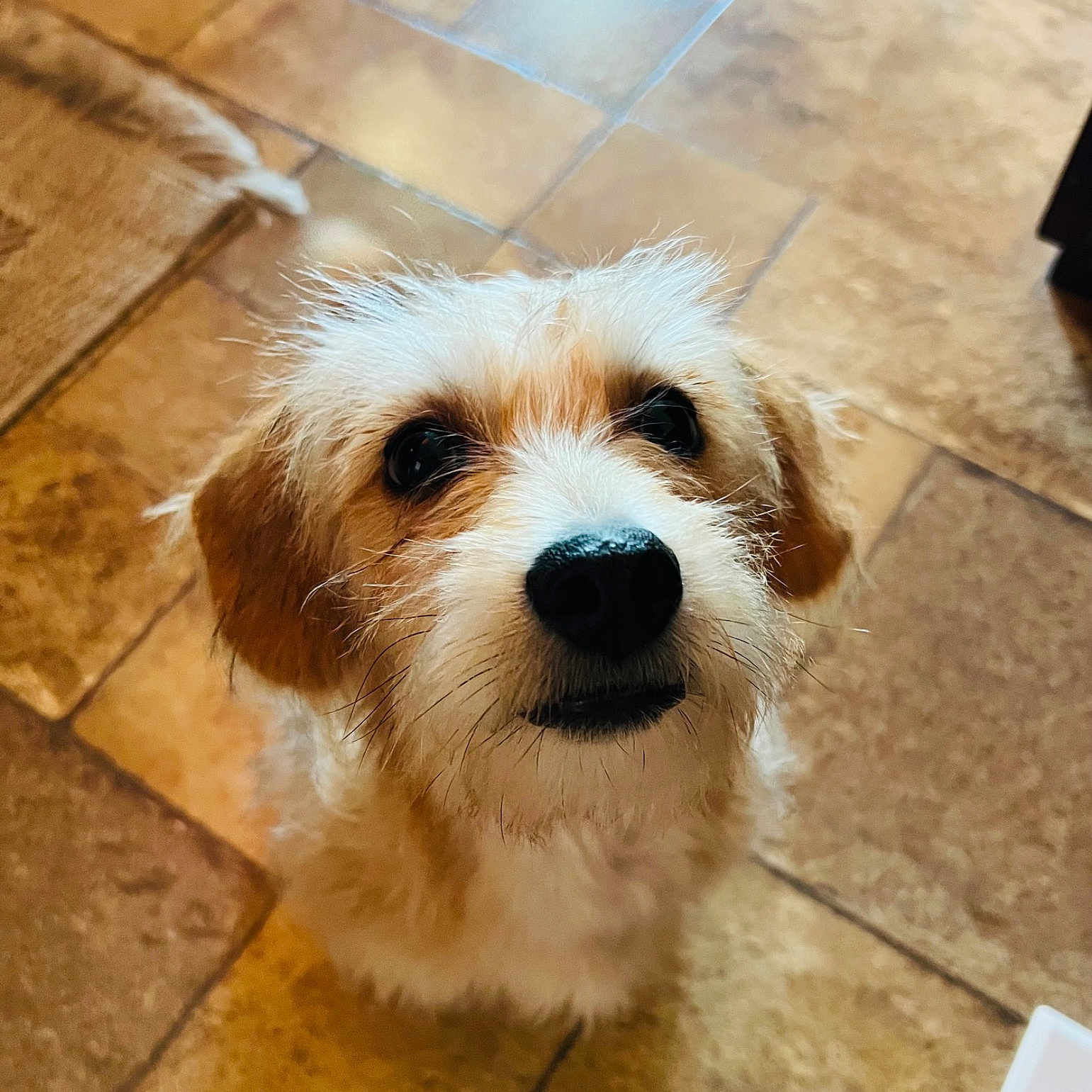 Nacho Buddy