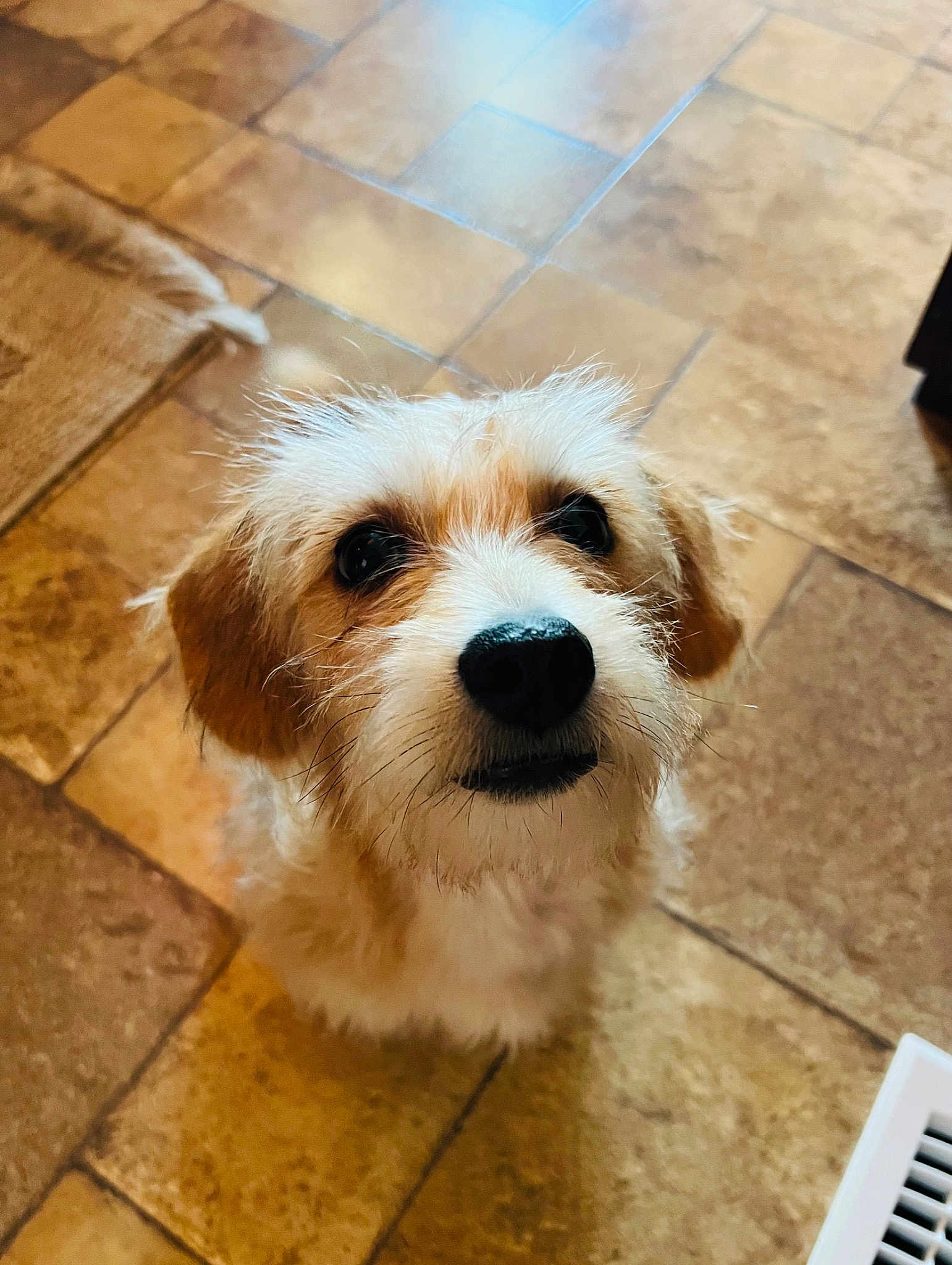 Nacho Buddy