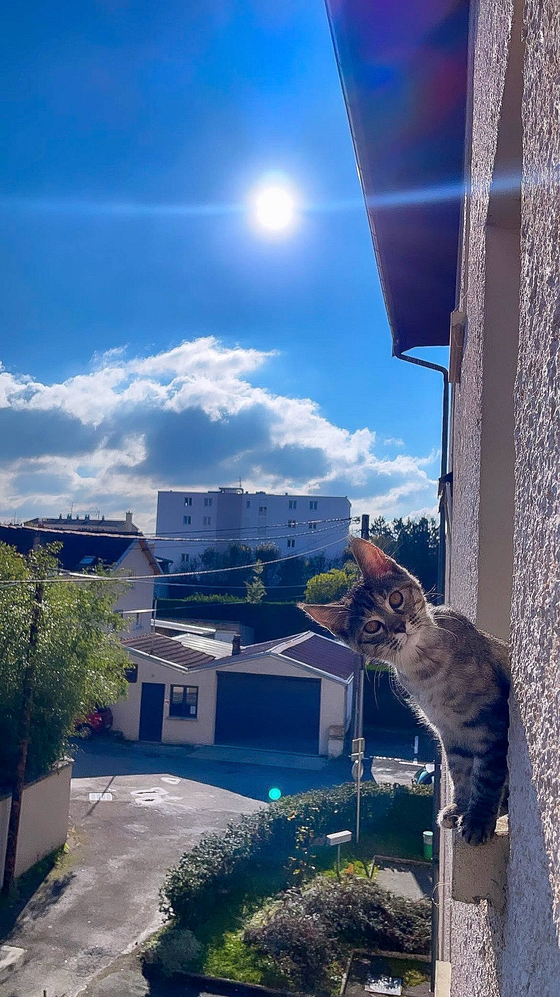 Bulle a rejoint le concours — aidez-le/la à gagner de superbes lots ! architecture, azure, blue, building, carnivore, cat, cloud, daytime, felidae, house, leaf, morning, plant, real_estate, roof, sky, sunlight, tints_and_shades, whiskers, window