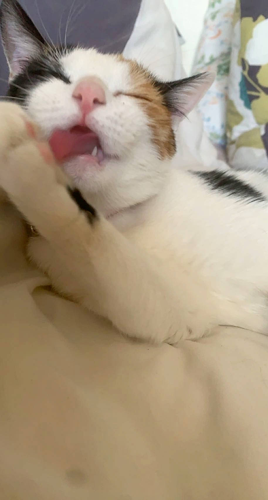 Leya a rejoint le concours — aidez-le/la à gagner de superbes lots ! carnivore, cat, claw, comfort, domestic_short_haired_cat, felidae, fur, nap, nose, paw, sleep, small_to_medium_sized_cats, snout, tail, whiskers