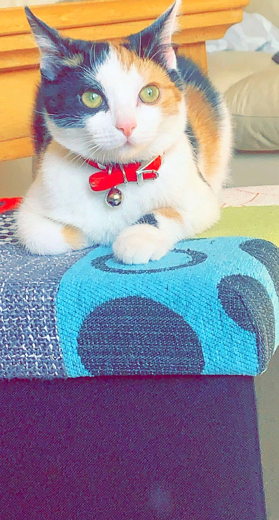 Leya a rejoint le concours — aidez-le/la à gagner de superbes lots ! art, blue, carnivore, cat, cat_supply, domestic_short_haired_cat, electric_blue, fawn, felidae, fur, linens, pattern, paw, pet_supply, small_to_medium_sized_cats, snout, tail, textile, whiskers, wool