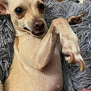 Cherry joined the competition — help win amazing prizes! dog, small_dog, tan_dog, pet, indoor, blanket, fluffy_blanket, paw, cute, playful, expression, cozy, fur, animal, lying_down, close_up, hand, relaxed, nose, ears