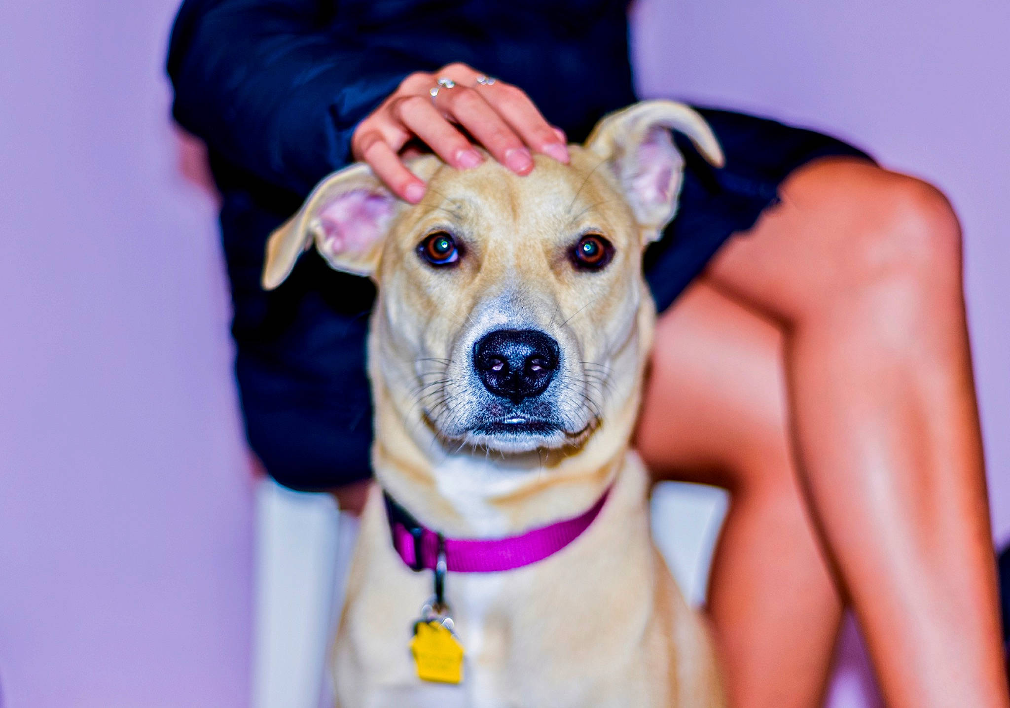 Clio is registered to the contest to win money with this photo: canidae, carnivore, companion_dog, dog, dog_breed, fawn, feist, lurcher, mammal, potcake_dog, puppy, snout, sporting_group, whiskers