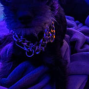 Louie is registered to the contest to win money with this photo: animal, blanket, blue_lighting, chain_collar, close_up, companion, cozy, cute, dog, domestic_animal, fur, furry, indoor, nighttime, paw, pet, purple_lighting, relaxing, resting, small_dog