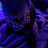 animal, blanket, blue_lighting, chain_collar, close_up, companion, cozy, cute, dog, domestic_animal, fur, furry, indoor, nighttime, paw, pet, purple_lighting, relaxing, resting, small_dog