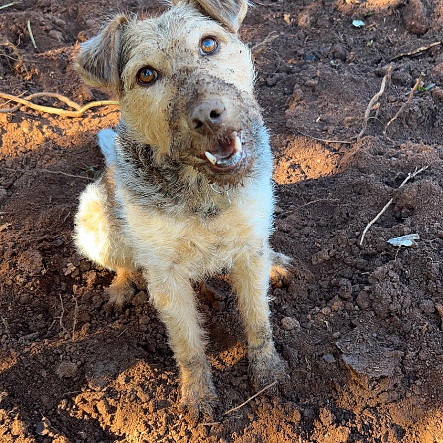 Couscous a rejoint le concours — aidez-le/la à gagner de superbes lots ! animal, ball, canine, dog, face, football, grass, head, husky, nature, outdoors, person, pet, plant, puppy, soccer, soccerball, soil, sport, terrier