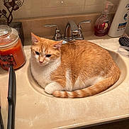 Butterscotch joined the competition — help win amazing prizes! bathroom, bottle, candle, cat, comb, countertop, curled_up, domestic, faucet, fur, hairbrush, indoor, orange_cat, pet, pumpkin_spice, relaxed, resting, sink, tile_wall, white_cat
