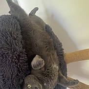 Iron participe au concours pour gagner de l'argent avec cette photo : cat, gray_cat, upside_down, cat_bed, plush, cozy, yellow_eyes, pet, indoor, feline, relaxed, curious, wooden_cat_tree, toy, rope, fur, whiskers, paw, animal, cute