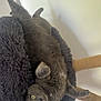 cat, gray_cat, upside_down, cat_bed, plush, cozy, yellow_eyes, pet, indoor, feline, relaxed, curious, wooden_cat_tree, toy, rope, fur, whiskers, paw, animal, cute