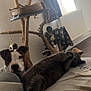 cat, dog, living_room, blanket, couch, pet_toys, cat_tree, curtains, window, radiator, wood, relaxed, gray_cat, brown_dog, furniture, indoor, pet, animal, cozy, resting