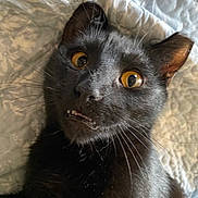 Saqoun is registered to the contest to win money with this photo: animal, black_cat, cat, close_up, cozy, cute, domestic_cat, expression, fabric, face, fur, indoor, pet, portrait, quilt, relaxed, resting, teeth, whiskers, yellow_eyes