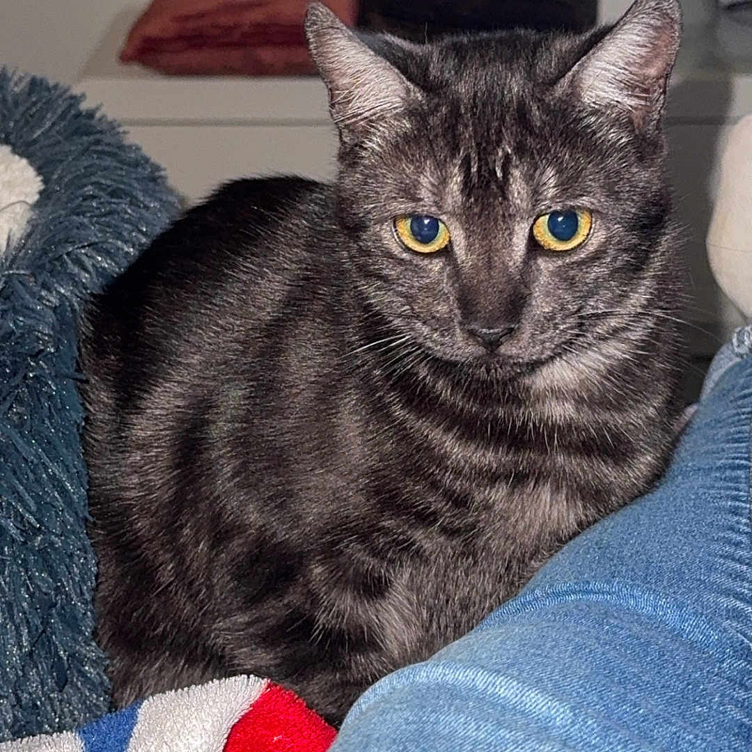 Taz participe au concours pour gagner de l'argent avec cette photo : abyssinian, animal, architecture, bed, bedroom, blanket, building, cat, chair, clothing, couch, cushion, furniture, homedecor, indoors, jeans, manx, pants, pet, room