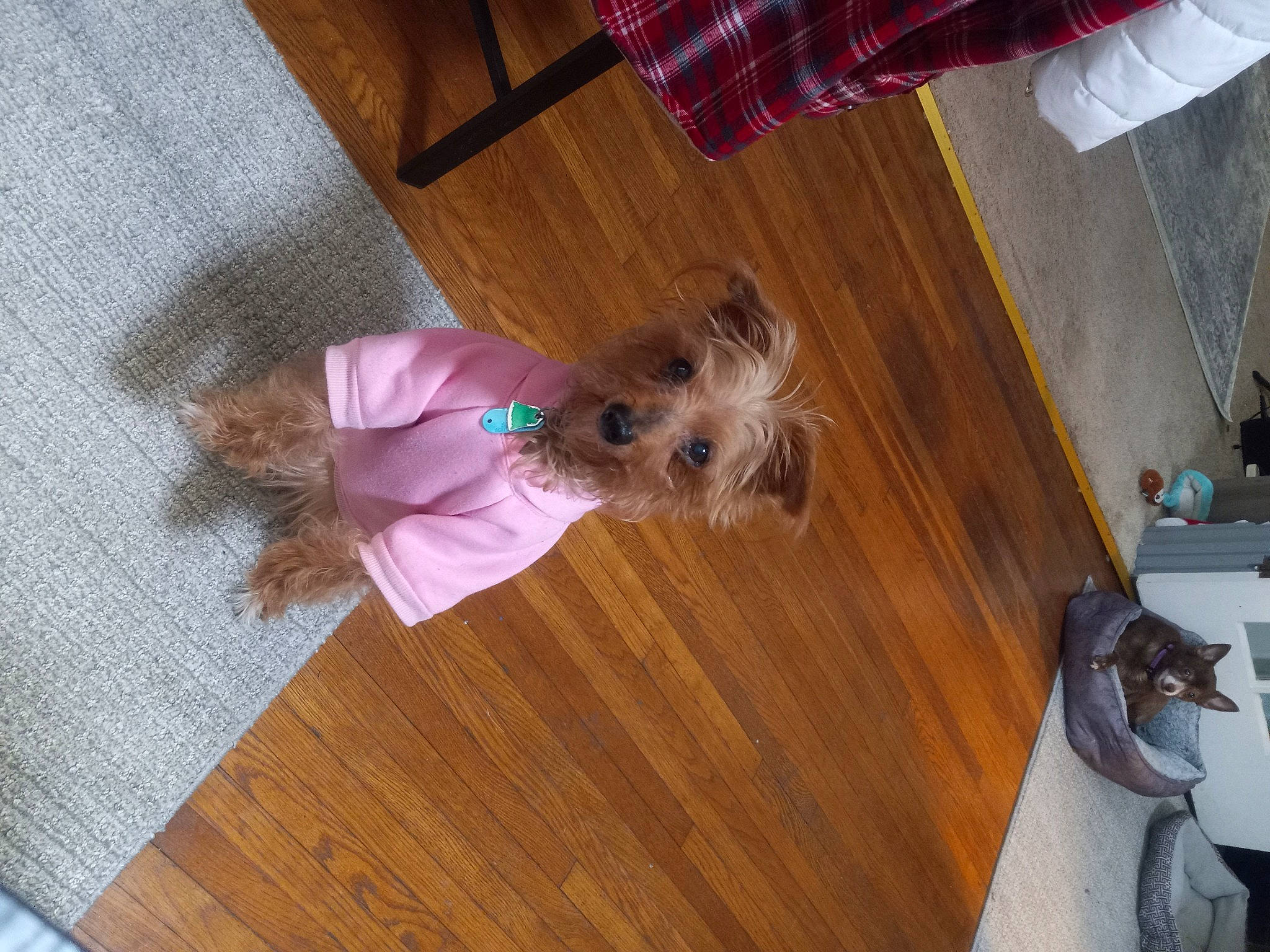 Gabby joined the competition — help win amazing prizes! carnivore, companion_dog, dog, dog_breed, dog_supply, fawn, floor, flooring, fur, hardwood, laminate_flooring, liver, sporting_group, tail, terrier, toy_dog, wood, wood_flooring, wood_stain, working_animal