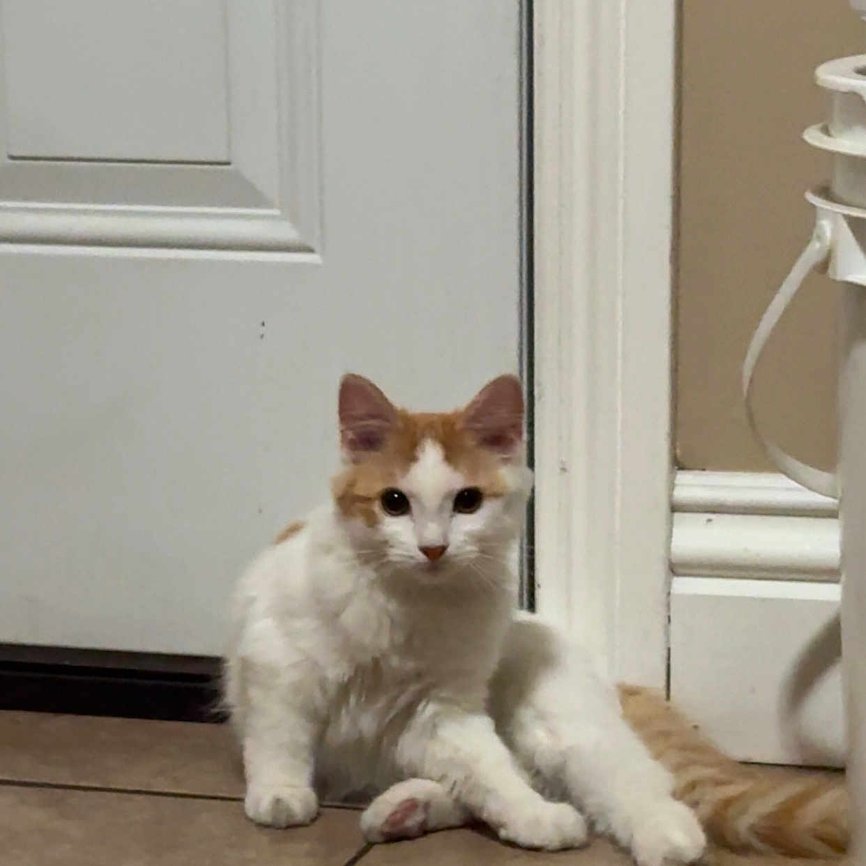 Penny is registered to the contest to win money with this photo: animal, cat, curious, cute, domestic, door, feline, floor, home, indoor, kitten, looking, orange_and_white, paws, pet, relaxed, sitting, tail, tile, whiskers