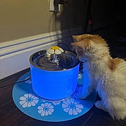 Penny is registered to the contest to win money with this photo: cat, kitten, pet, water_fountain, blue_light, floor, mat, fluffy, orange, white, curious, indoor, power_outlet, plug, cord, wooden_floor, wall, home, animal, pet_accessory