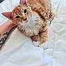 cat, orange_tabby, white_paws, white_chest, bed, blanket, tattoo, human_arm, pet, indoor, feline, resting, curious, cute, fluffy, animal, domestic, cozy, comfort, closeup
