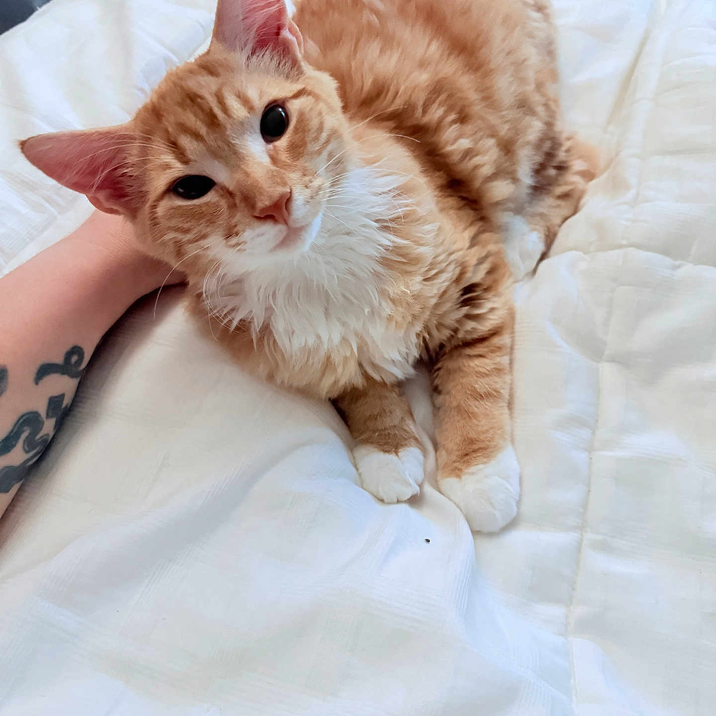 Max is registered to the contest to win money with this photo: cat, orange_tabby, white_paws, white_chest, bed, blanket, tattoo, human_arm, pet, indoor, feline, resting, curious, cute, fluffy, animal, domestic, cozy, comfort, closeup