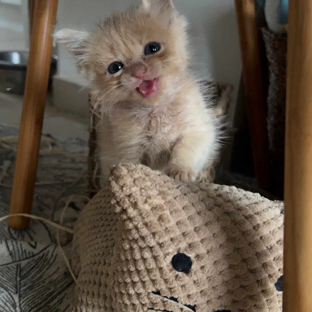 Titi participe au concours pour gagner de l'argent avec cette photo : abyssinian, accessories, animal, bag, basket, blanket, cat, clothing, handbag, hardwood, hat, homedecor, kitten, knitwear, linen, manx, pet, siamese, sweater, wood