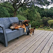 Rosko a rejoint le concours — aidez-le/la à gagner de superbes lots ! animal, backyard, calico_cat, canine, cat, curious, daylight, dog, feline, furniture, garden, greenery, leisure, nature, outdoor_sofa, peaceful, pets, relaxed_dog, tree, wooden_deck