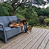 animal, backyard, calico_cat, canine, cat, curious, daylight, dog, feline, furniture, garden, greenery, leisure, nature, outdoor_sofa, peaceful, pets, relaxed_dog, tree, wooden_deck