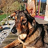 animal, black_fur, brown_fur, canine, closeup, daytime, dog, ear, garden, house, muzzle, nature, outdoor, pebbles, pet, portrait, relaxed, sunlight, tree, wooden_deck