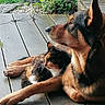 Rosko participe au concours pour gagner de l'argent avec cette photo : animal, calico_cat, calm, cat, closeup, companions, dog, domestic_animal, friendship, furry, greenery, mammal, nature, outdoor, pet, plants, relaxing, side_view, sunlight, wooden_porch