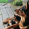 dog, cat, calico_cat, wooden_deck, outdoor, pets, animal, relaxing, greenery, garden, sunlight, nature, companions, fur, side_view, peaceful, domestic_animals, resting, looking_away, calm