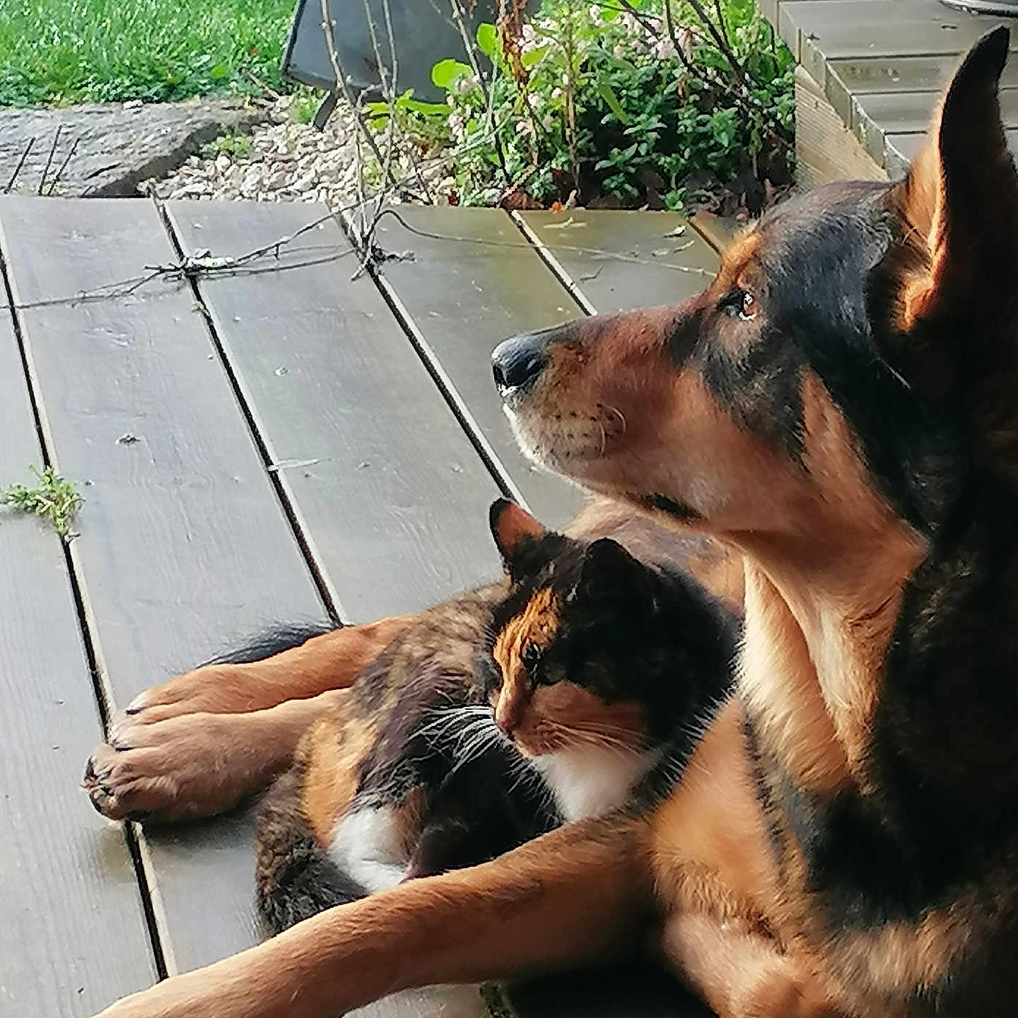 Rosko a rejoint le concours — aidez-le/la à gagner de superbes lots ! dog, cat, calico_cat, wooden_deck, outdoor, pets, animal, relaxing, greenery, garden, sunlight, nature, companions, fur, side_view, peaceful, domestic_animals, resting, looking_away, calm