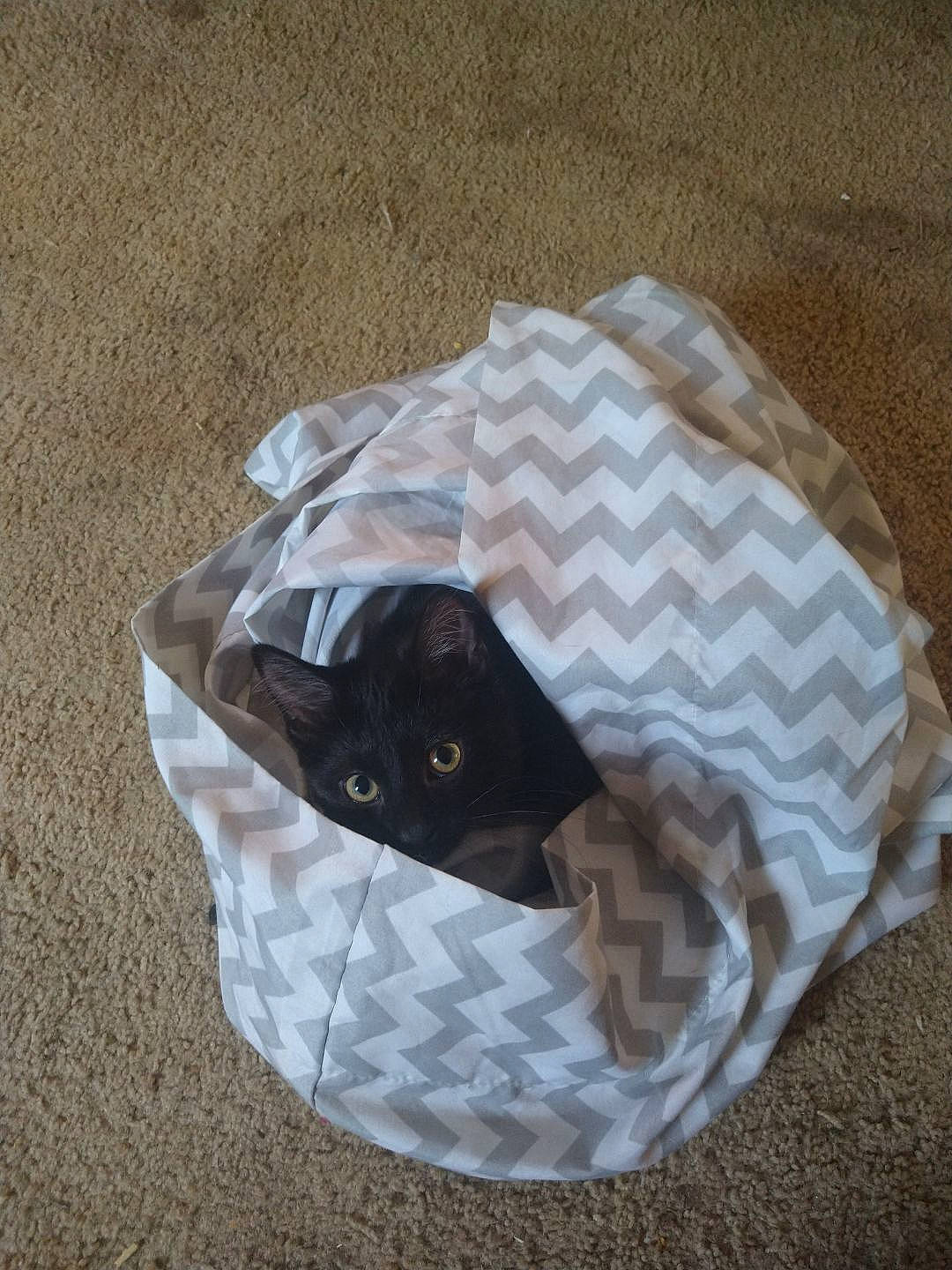 Avocado is registered to the contest to win money with this photo: bag, carnivore, cat, comfort, creative_arts, fashion_accessory, felidae, grey, linens, luggage_and_bags, paper, paper_product, pattern, personal_protective_equipment, plastic_bag, sleeve, small_to_medium_sized_cats, t_shirt, terrestrial_animal, whiskers