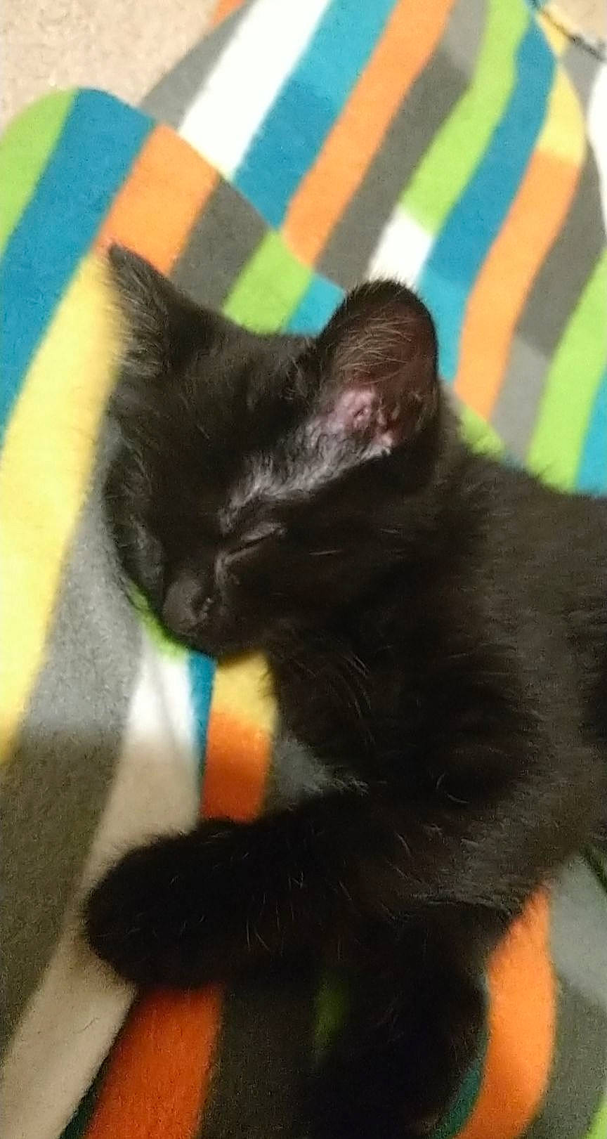 Avocado is registered to the contest to win money with this photo: black_cat, bombay, carnivore, cat, claw, comfort, dog_breed, domestic_short_haired_cat, felidae, flooring, fur, human_leg, mammal, pattern, paw, small_to_medium_sized_cats, snout, tail, terrestrial_animal, whiskers