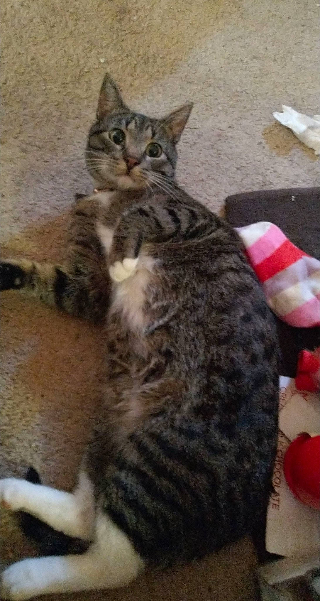 Zig-zag is registered to the contest to win money with this photo: carmine, carnivore, cat, claw, comfort, domestic_short_haired_cat, felidae, fur, paw, sitting, small_to_medium_sized_cats, snout, stuffed_toy, tail, terrestrial_animal, toy, whiskers