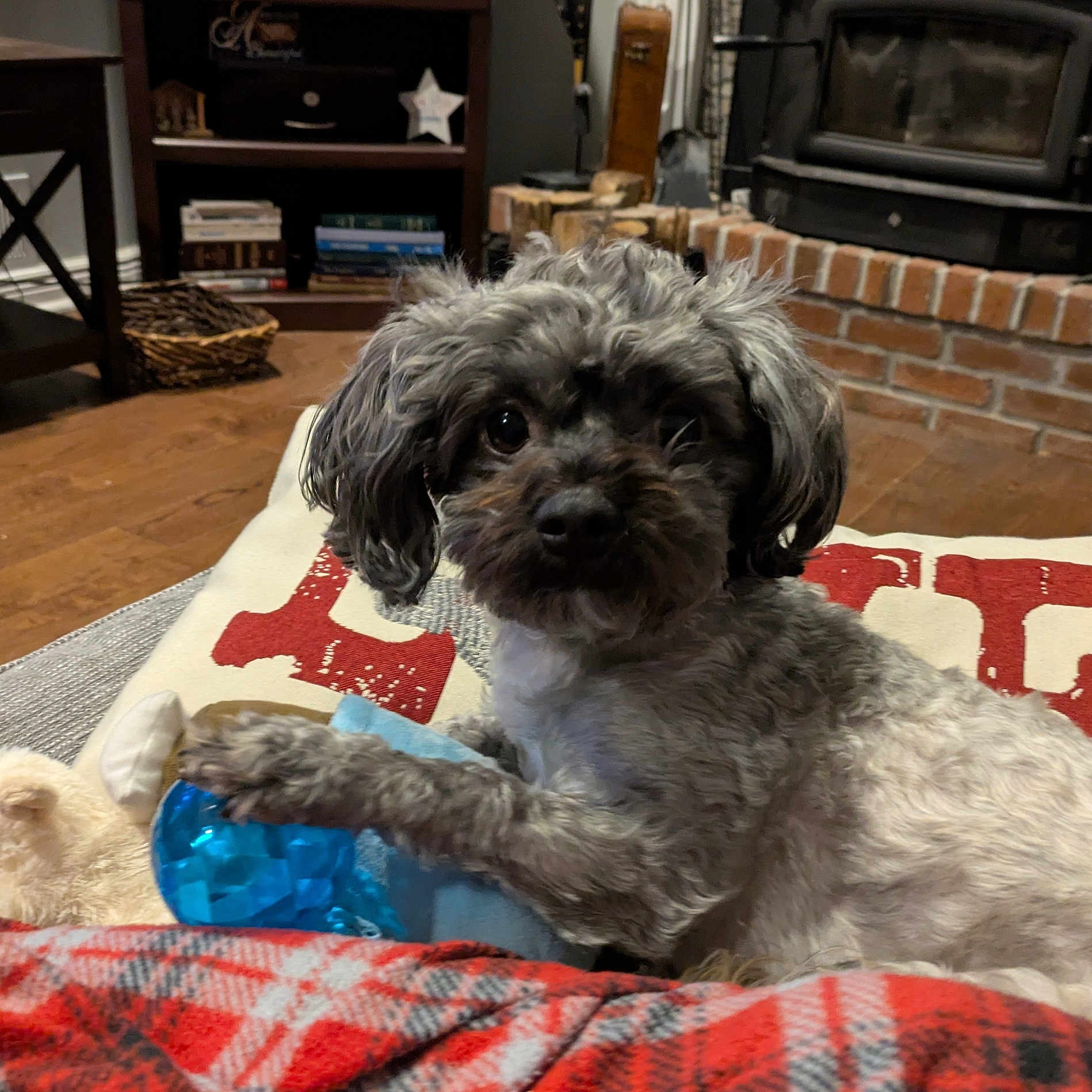 Bella