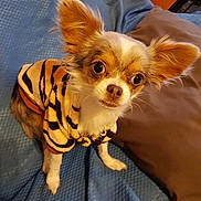 Naïa participe au concours pour gagner de l'argent avec cette photo : carnivoran, chihuahua, companion_dog, dog, dog_breed, dog_like_mammal, puppy, snout, toy_dog