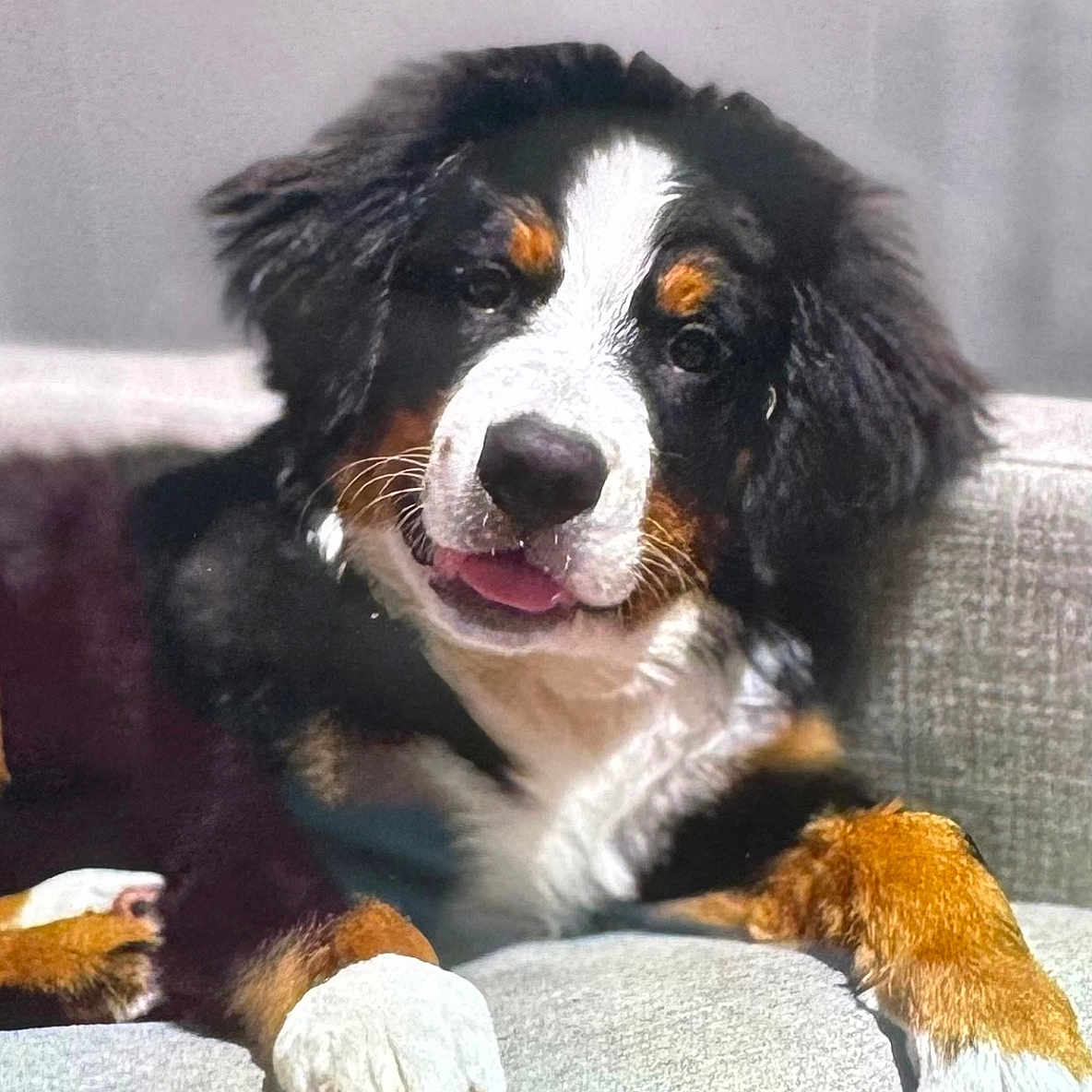 Bodhi is registered to the contest to win money with this photo: animal, appenzeller, ball, canine, chair, cockerspaniel, collie, couch, dog, furniture, hound, person, pet, puppy, saintbernard, sleeping, snout, sport, tennis, tennisball