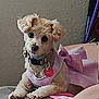 Babygirl is registered to the contest to win money with this photo: dog, small_dog, fluffy, indoor, pet, collar, tag, pink, plaid, clothing, cute, resting, fur, ears, animal, looking, wall, texture, mammal, companion
