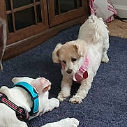 Babygirl is registered to the contest to win money with this photo: dog, playing, indoor, carpet, blue_collar, white_dog, small_dog, wooden_cabinet, pillow, home, pet, animal, cute, playful, fur, floor, two_dogs, harness, resting, interaction