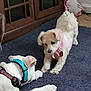 dog, playing, indoor, carpet, blue_collar, white_dog, small_dog, wooden_cabinet, pillow, home, pet, animal, cute, playful, fur, floor, two_dogs, harness, resting, interaction