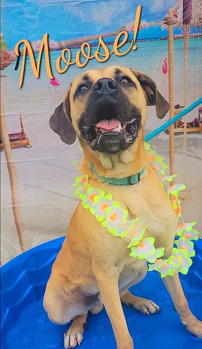 Moose is registered to the contest to win money with this photo: ancient_dog_breeds, canidae, carnivore, collar, companion_dog, dog, dog_breed, dog_collar, dog_supply, fawn, guard_dog, molosser, non_sporting_group, pet_supply, photo_caption, poster, snout, sporting_group, working_animal, working_dog