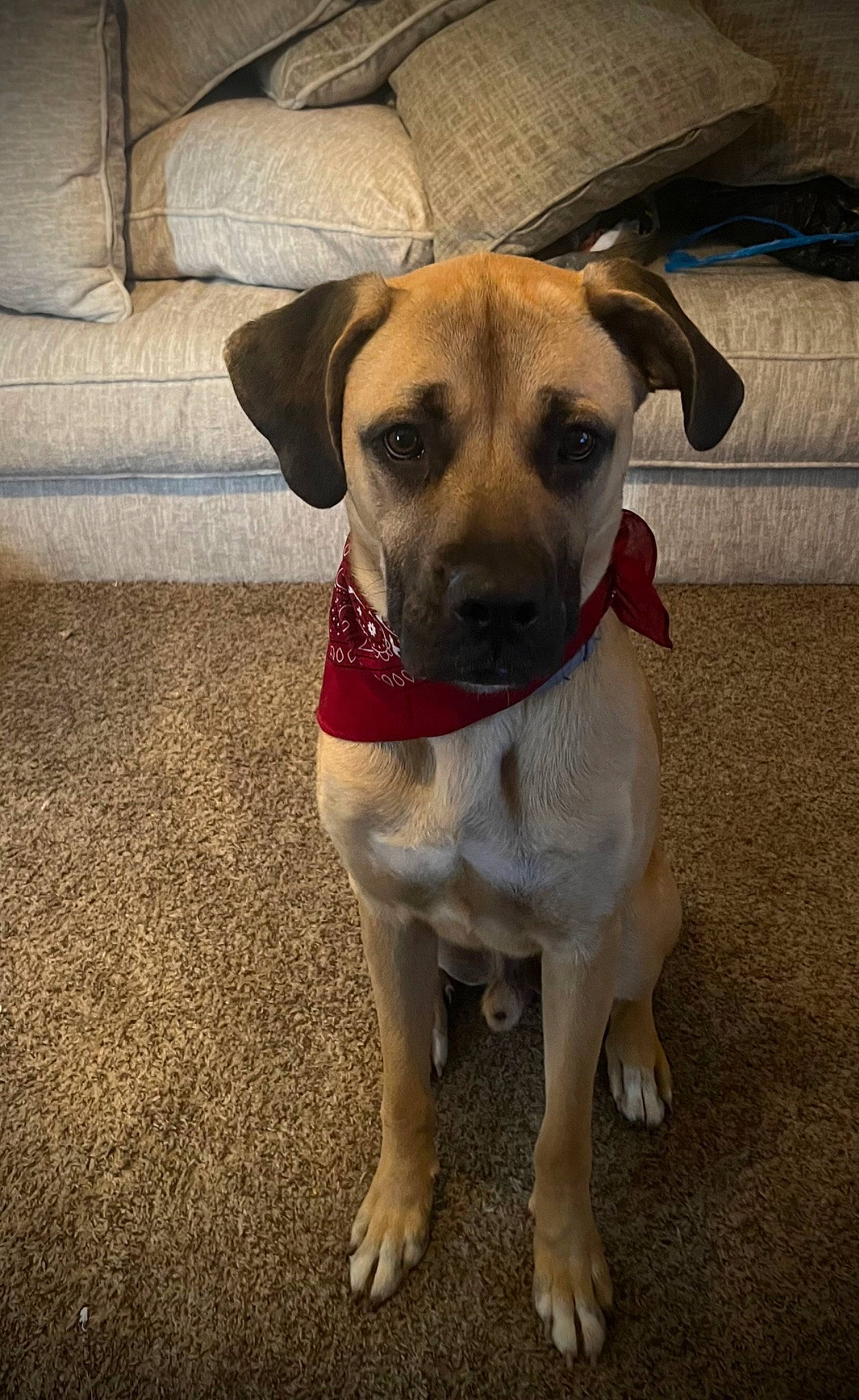 Moose joined the competition — help win amazing prizes! canidae, carnivore, collar, companion_dog, dog, dog_breed, dog_clothes, dog_collar, dog_supply, fawn, flooring, fur, non_sporting_group, paw, pet_supply, snout, sporting_group, toy_dog, whiskers, working_animal