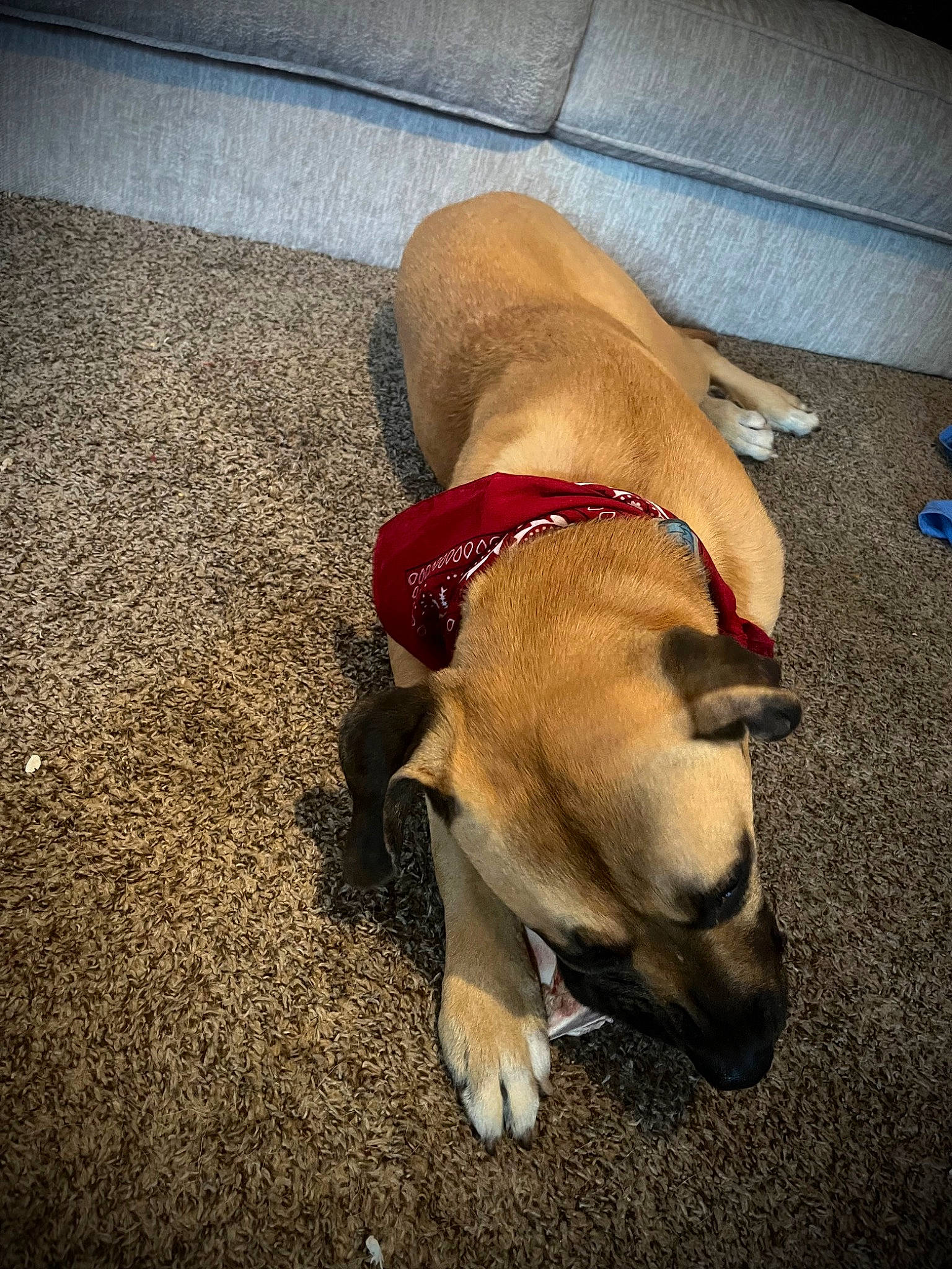 Moose joined the competition — help win amazing prizes! canidae, carnivore, cloud, collar, comfort, companion_dog, dog, dog_breed, dog_collar, dog_supply, fawn, flooring, nap, non_sporting_group, paw, pet_supply, snout, sporting_group, tail, working_animal