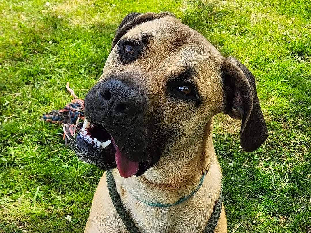 Moose joined the competition — help win amazing prizes! carnivore, collar, companion_dog, dog, dog_breed, dog_collar, fawn, giant_dog_breed, grass, guard_dog, gun_dog, hound, molosser, plant, snout, sporting_group, terrestrial_animal, whiskers, working_animal, working_dog