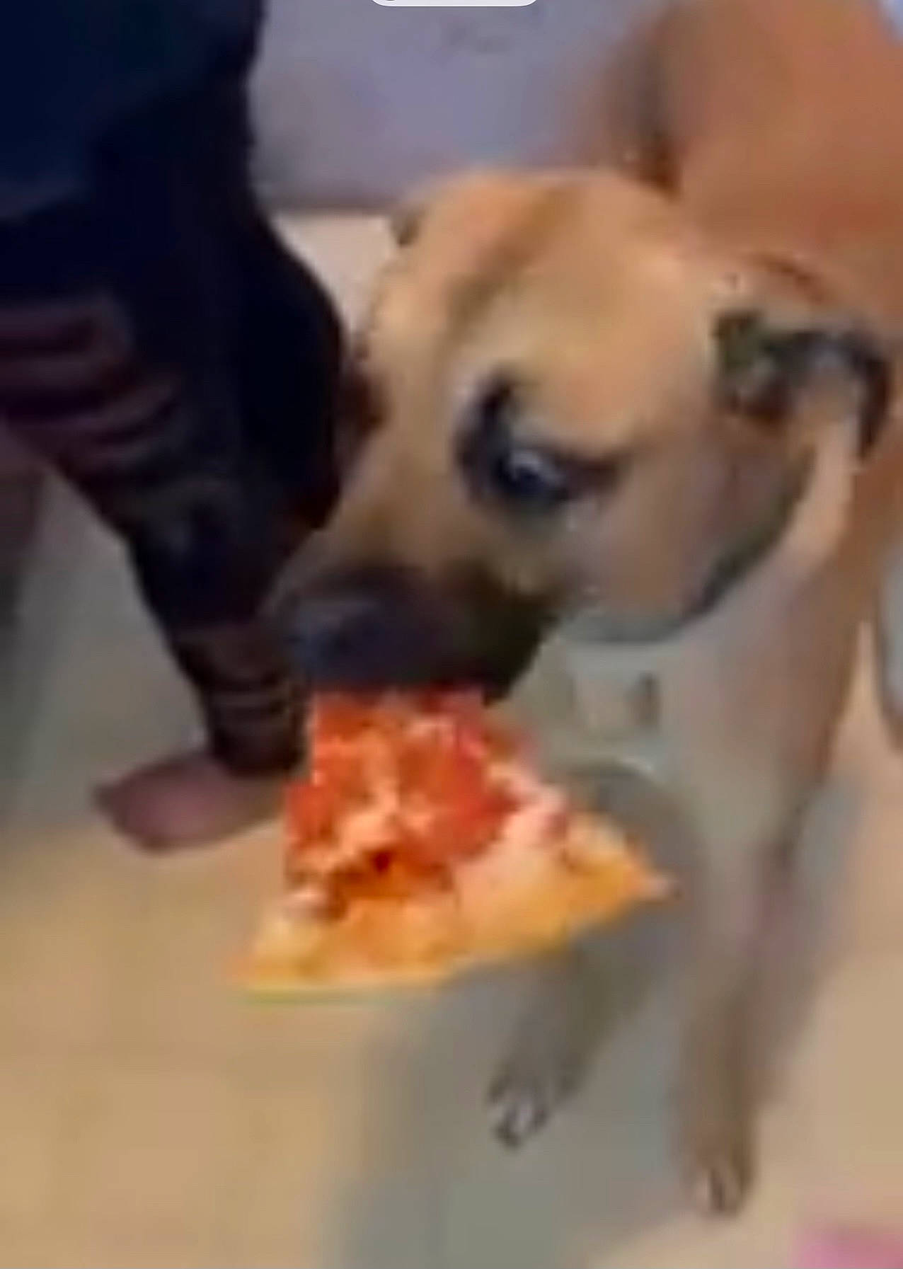 Moose joined the competition — help win amazing prizes! ancient_dog_breeds, canidae, carnivore, companion_dog, dog, dog_breed, dog_supply, fawn, flooring, fur, human_leg, non_sporting_group, photo_caption, recipe, snout, sporting_group, thigh, toy_dog, whiskers