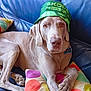 blue_couch, canine, colorful, comfortable, dog, domestic_animal, ears, fur, hat, indoors, leisure, looking_at_camera, paw, pet, pillow, polka_dot, portrait, relaxed, resting, snout