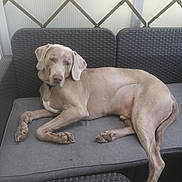 Merlin participe au concours pour gagner de l'argent avec cette photo : canine, cushion, dog, ear, fur, furniture, gray, lounge, nap, outdoor, pattern, paw, pet, relaxed, snout, sofa, sunlight, tail, wall, wicker