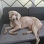 canine, cushion, dog, ear, fur, furniture, gray, lounge, nap, outdoor, pattern, paw, pet, relaxed, snout, sofa, sunlight, tail, wall, wicker