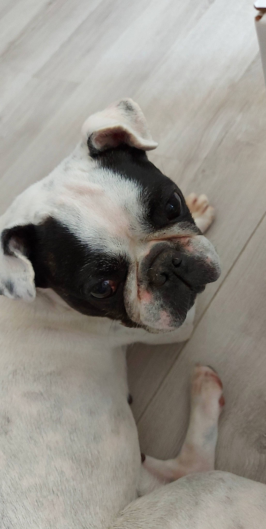 Jehna participe au concours pour gagner de l'argent avec cette photo : boston_terrier, bulldog, canidae, carmine, carnivore, comfort, companion_dog, dog, dog_breed, ear, fawn, french_bulldog, grey, paw, puppy, snout, sporting_group, terrestrial_animal, whiskers, working_animal
