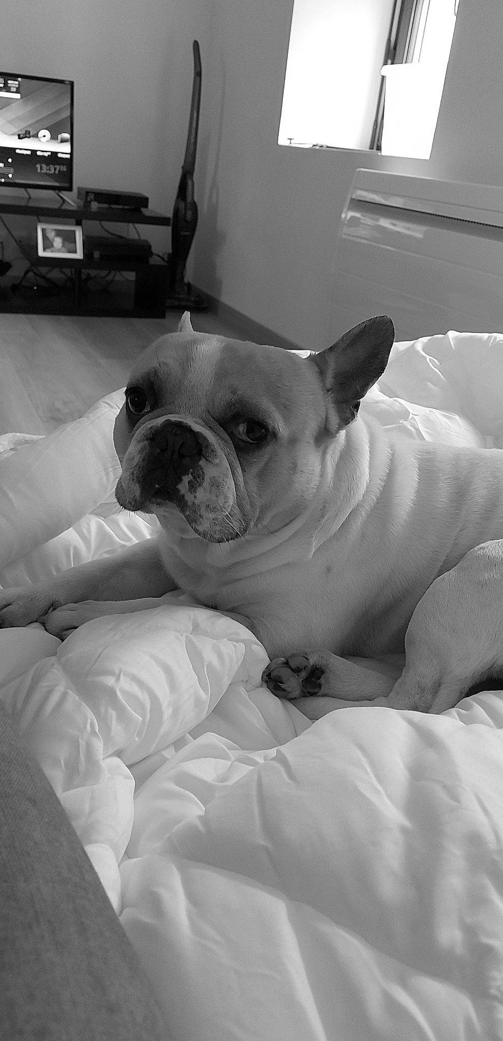 Hulk a rejoint le concours — aidez-le/la à gagner de superbes lots ! bulldog, carnivore, comfort, companion_dog, computer_keyboard, couch, dog, dog_breed, fawn, french_bulldog, grey, monochrome, monochrome_photography, snout, sporting_group, toy_dog, whiskers, white_english_bulldog, working_animal, wrinkle